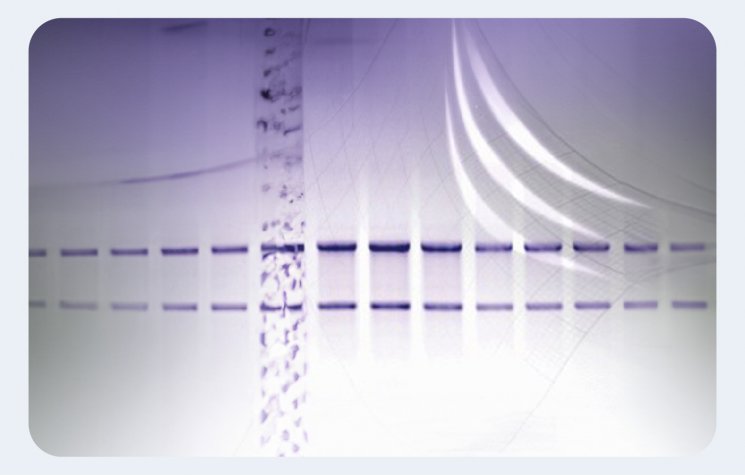 Buffers para electroforesis de RNA
